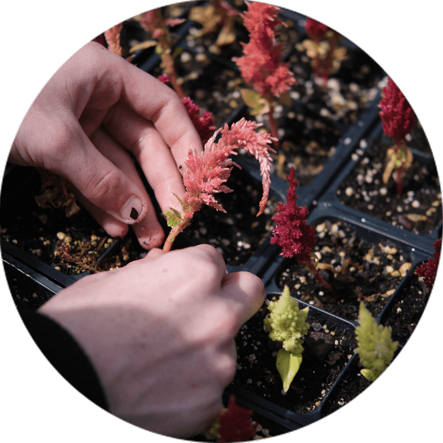 a student holding a small plant